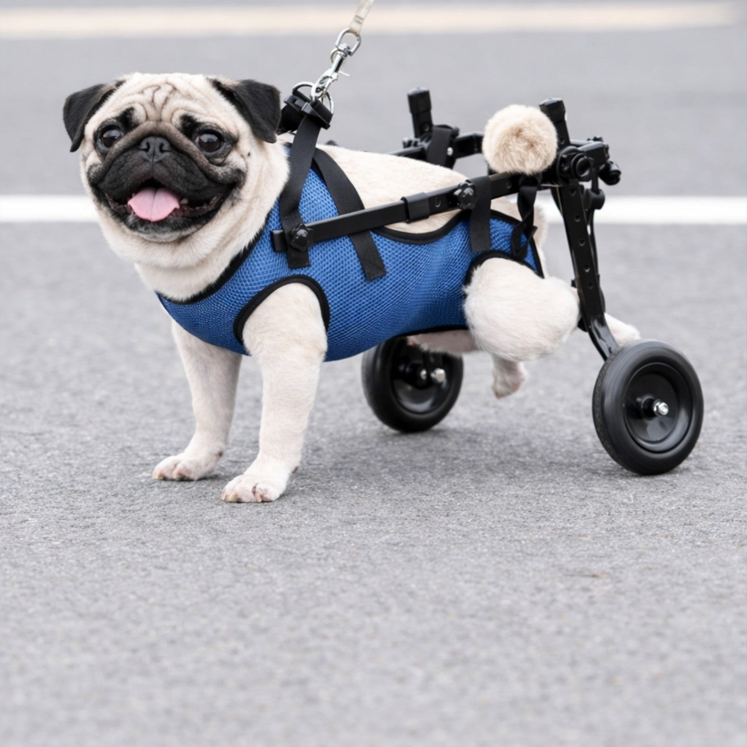 MobilityPup-Pug-Premium-Wheelchair.jpg