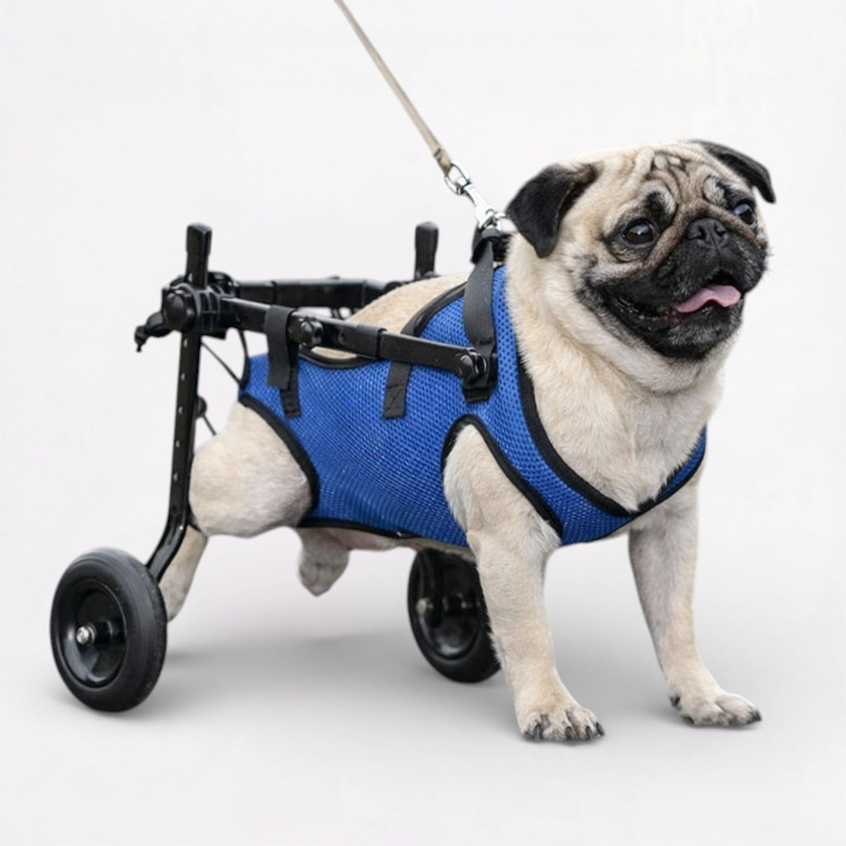MobilityPup-Pug-Premium-Wheelchair.jpg