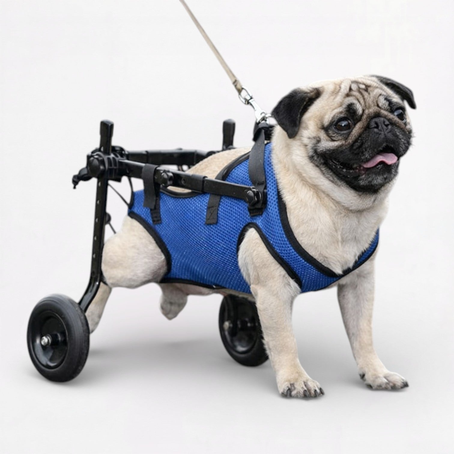 MobilityPup-Pug-Premium-Wheelchair.jpg
