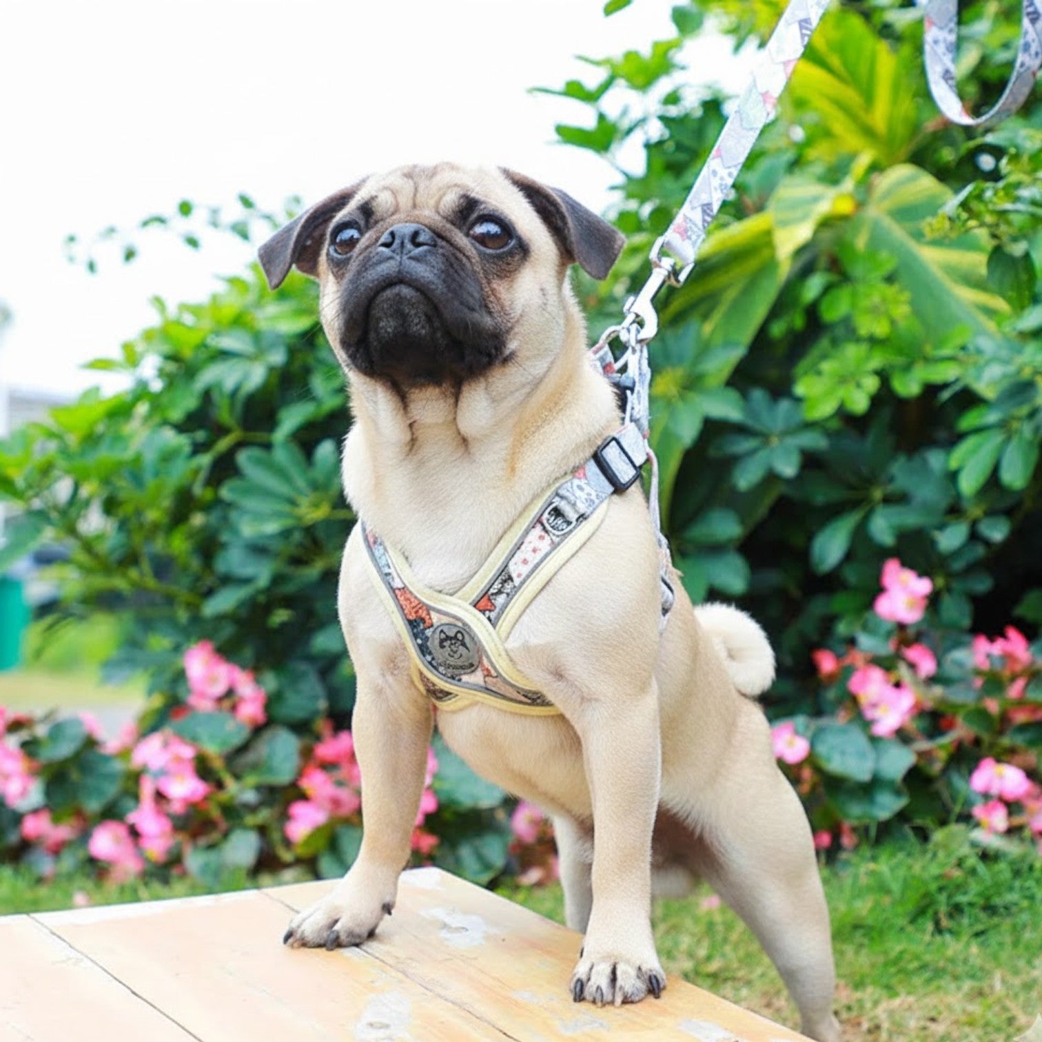 PatchPaw-Pug-Adjustable-Harness-Leash-Set.jpg