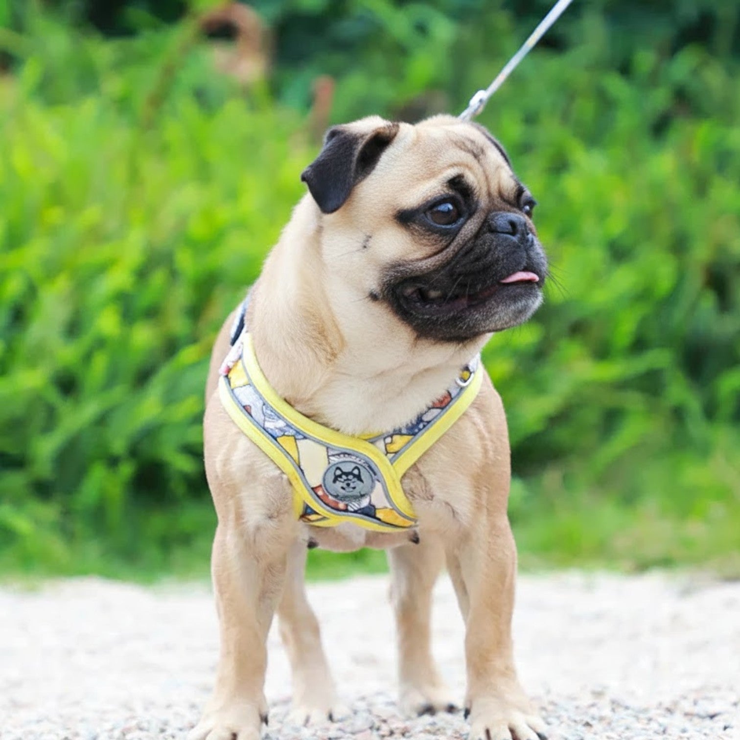 PatchPaw-Pug-Adjustable-Harness-Leash-Set.jpg