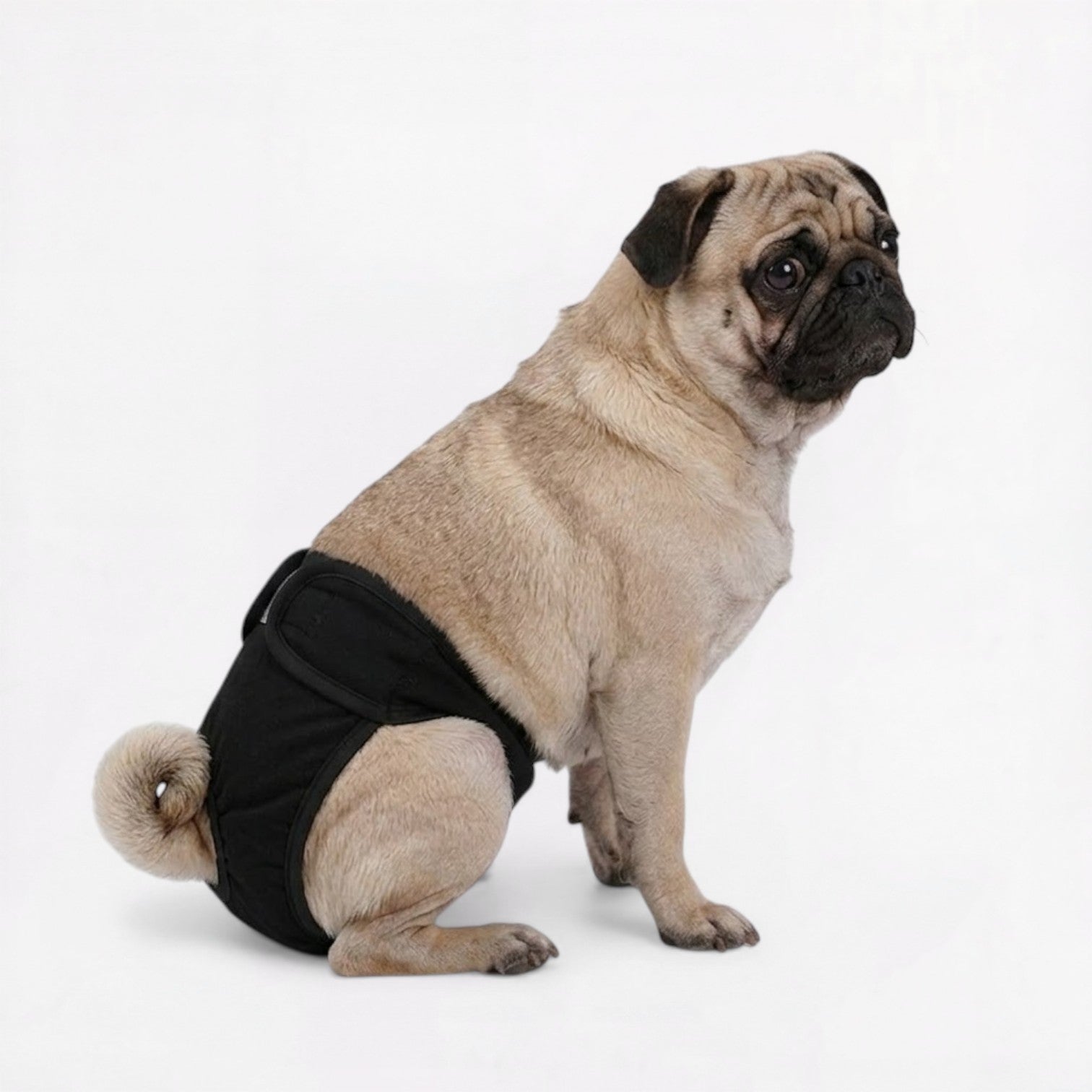 PawDia-Pug-Washable-Diaper.jpg