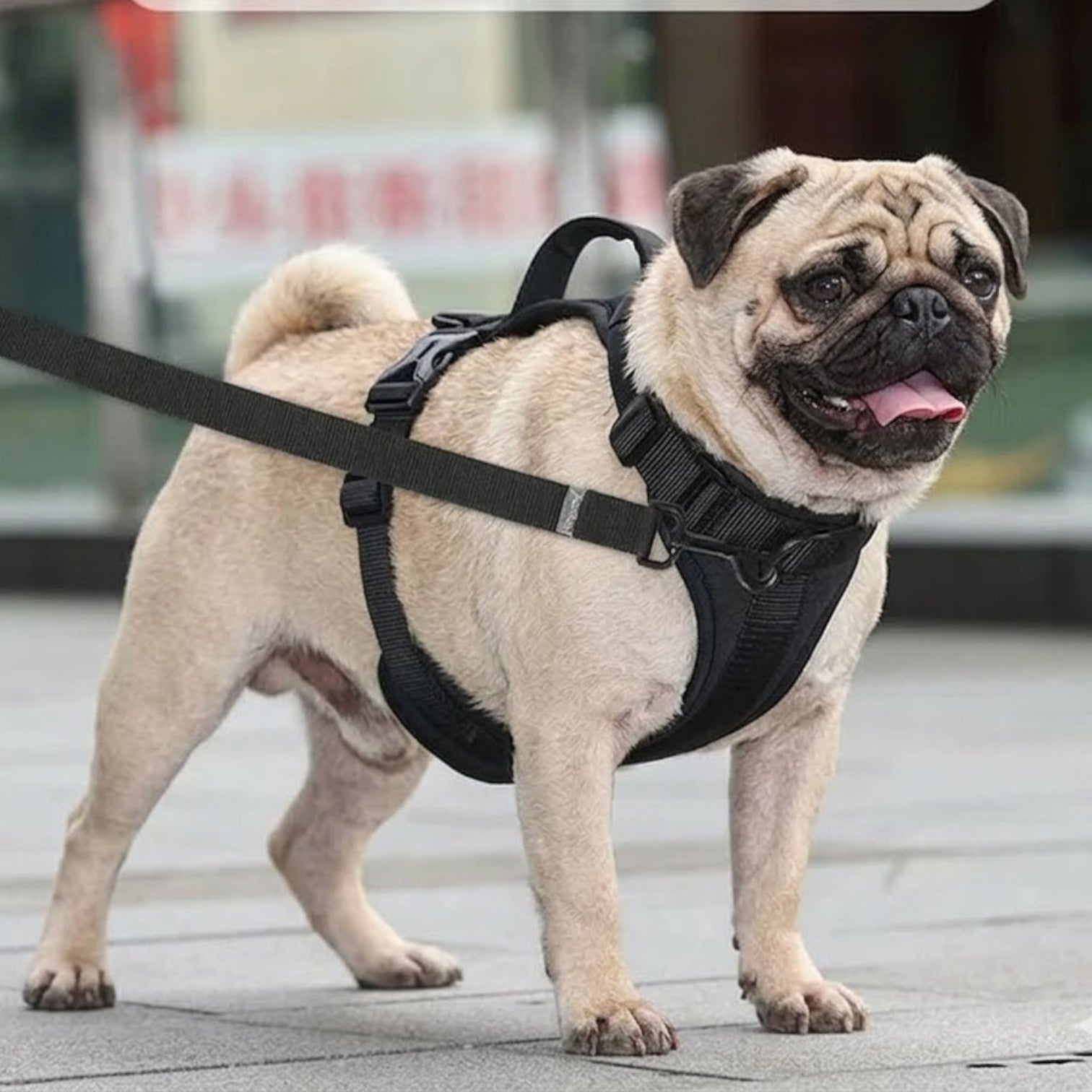 PawEase-Pug-No-Pull-Harness-Leash-Set.jpg