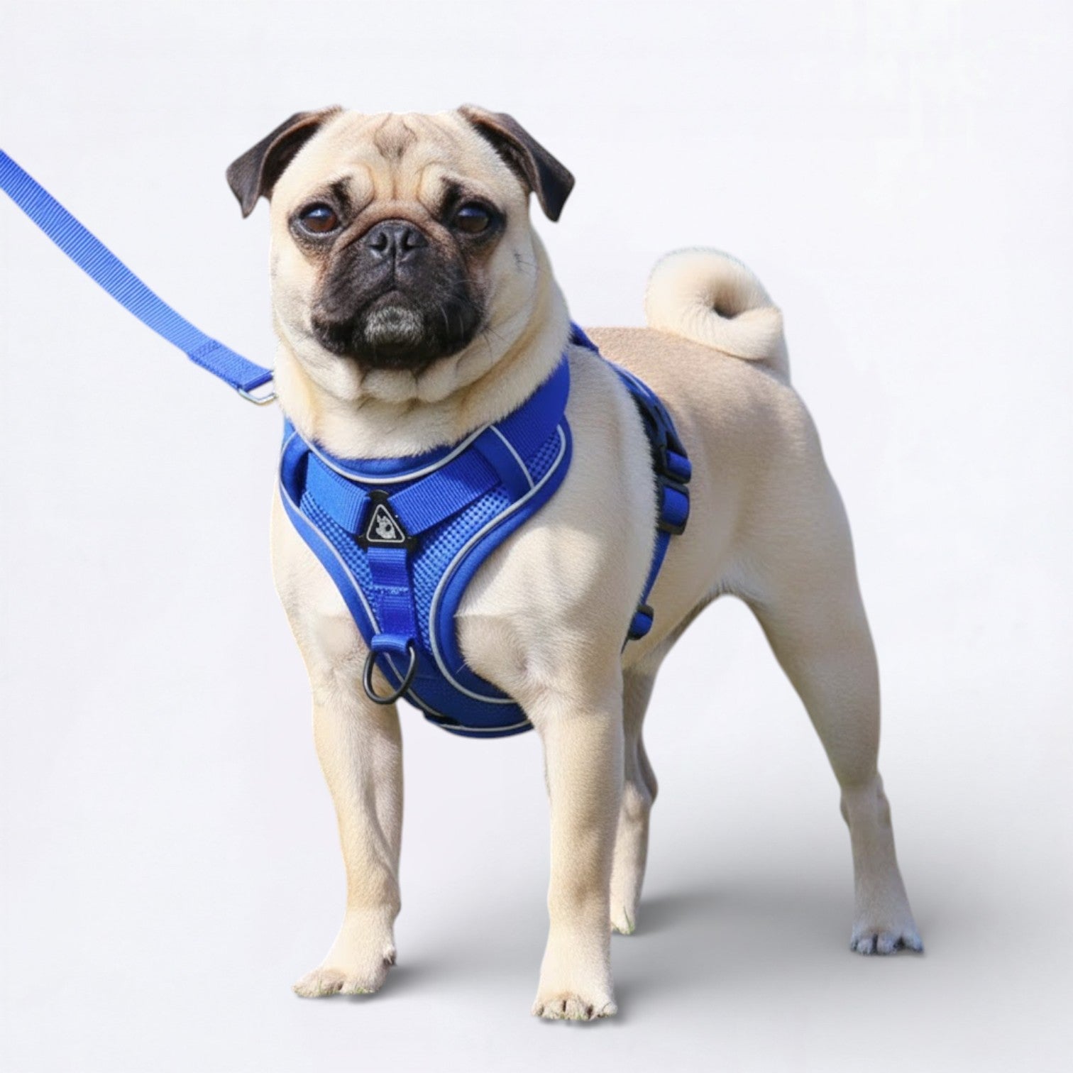 PawFlex-Pug-Harness-Leash-Set.jpg