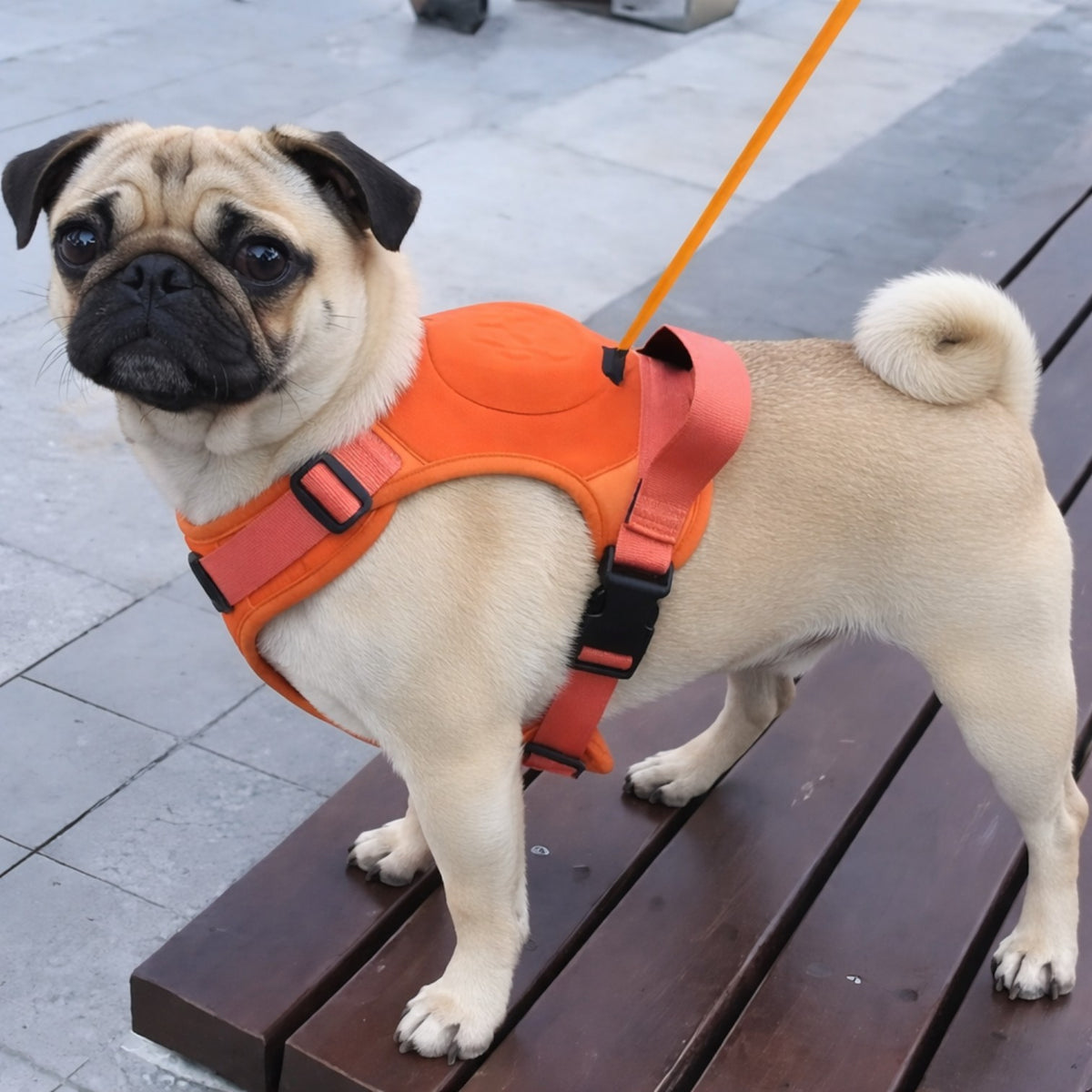 PawFlex-Pug-Harness-Leash-Set.jpg
