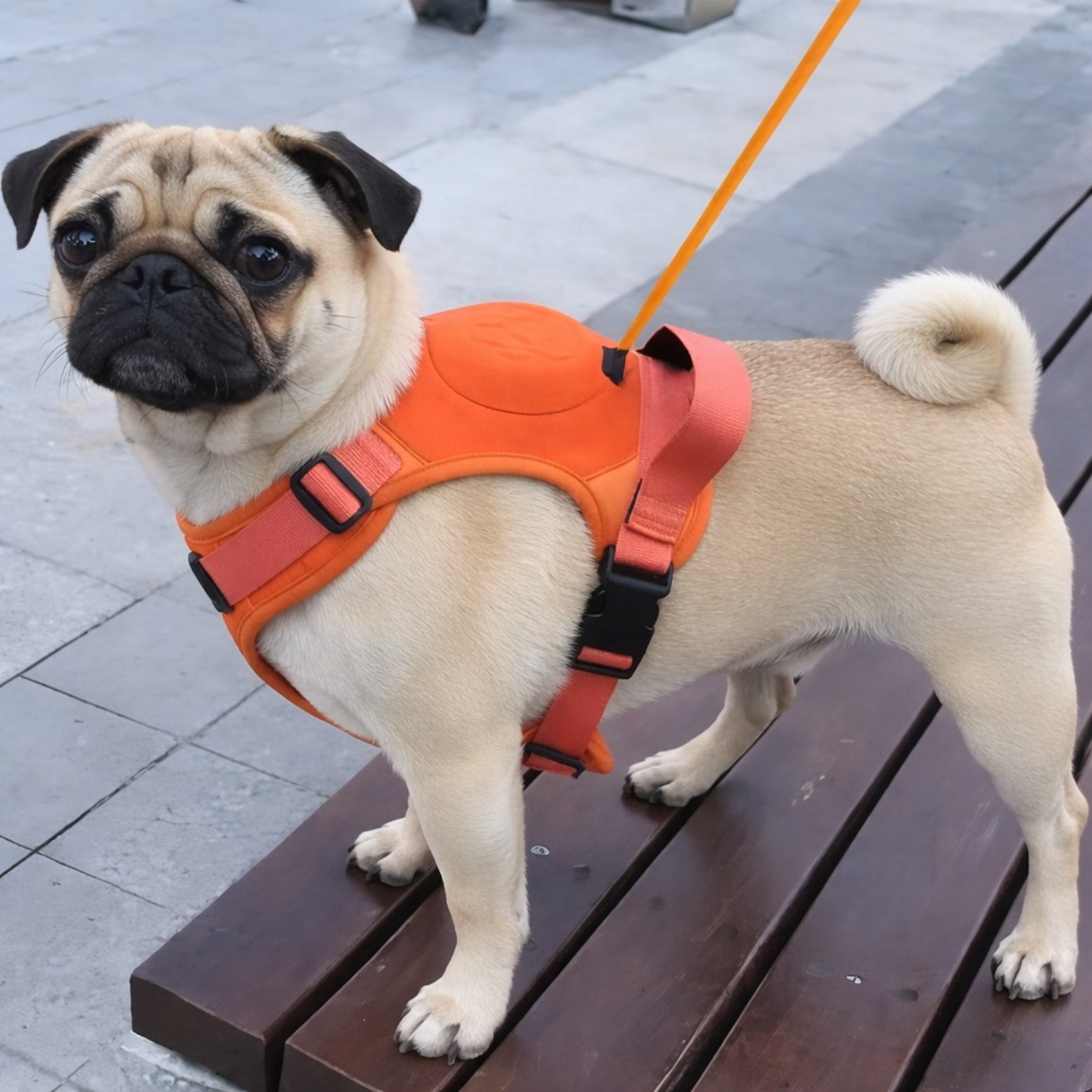 PawFlex-Pug-Harness-Leash-Set.jpg