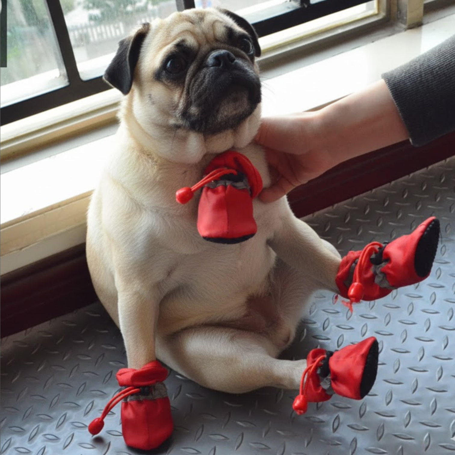 PawFrost-Pug-Warm-Winter-Boots.jpg