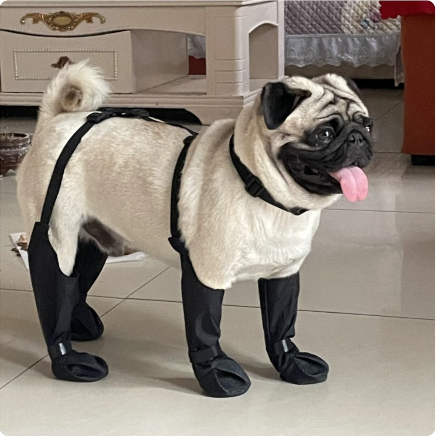 PawGuard-Pug-Footwear.jpg
