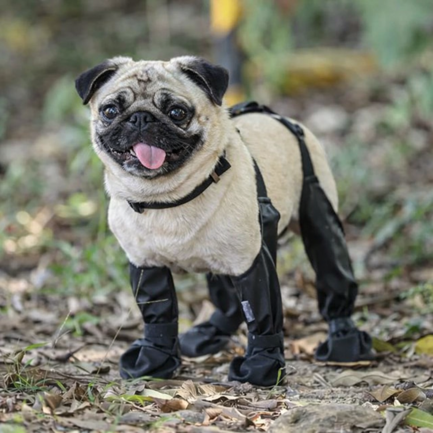 PawGuard-Pug-Footwear.jpg