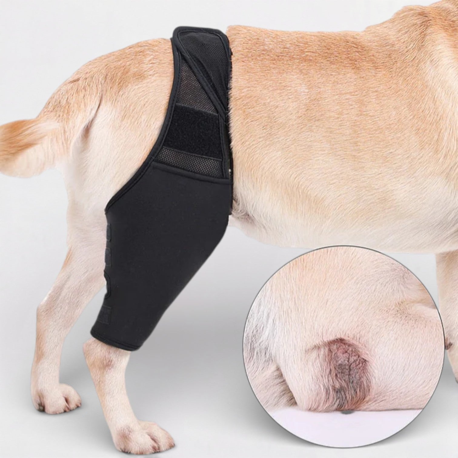 PawGuard-Pug-Knee-Support-Brace.jpg