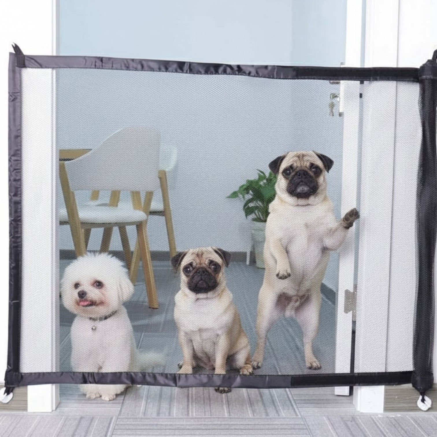 PawGuard-Pug-Magic-Gate.jpg