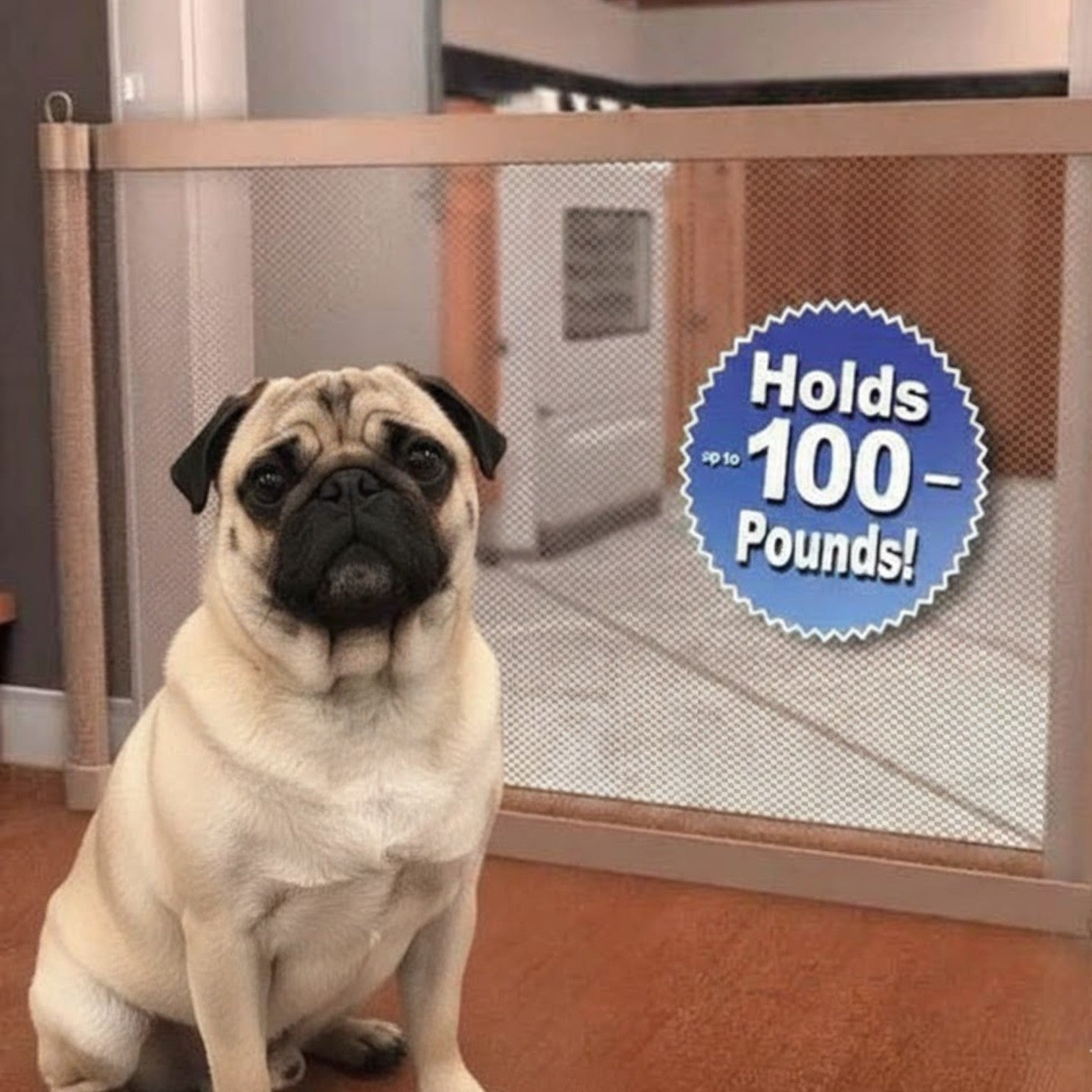 PawGuard-Pug-Magic-Gate.jpg