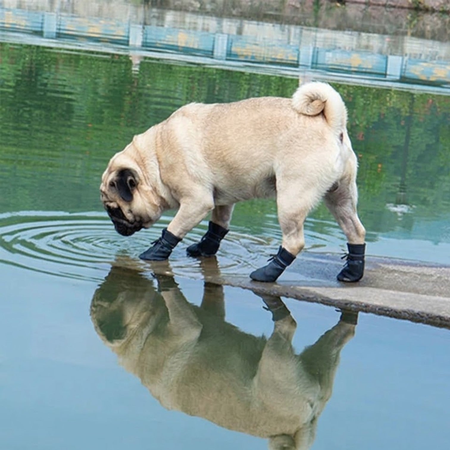 PawKnit-Pug-Warm-Booties.jpg