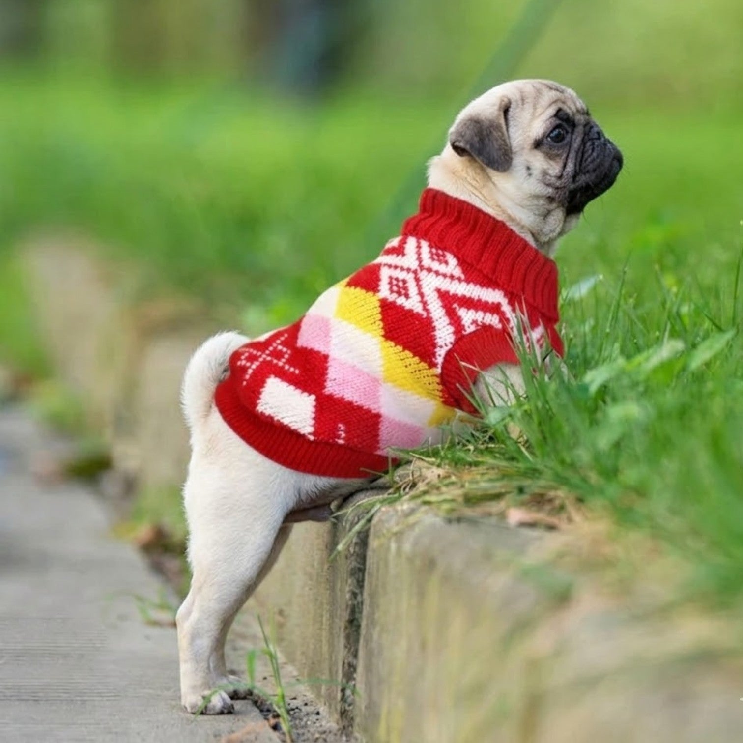 PawLoom-Pug-Knitted-Winter-Sweater.jpg