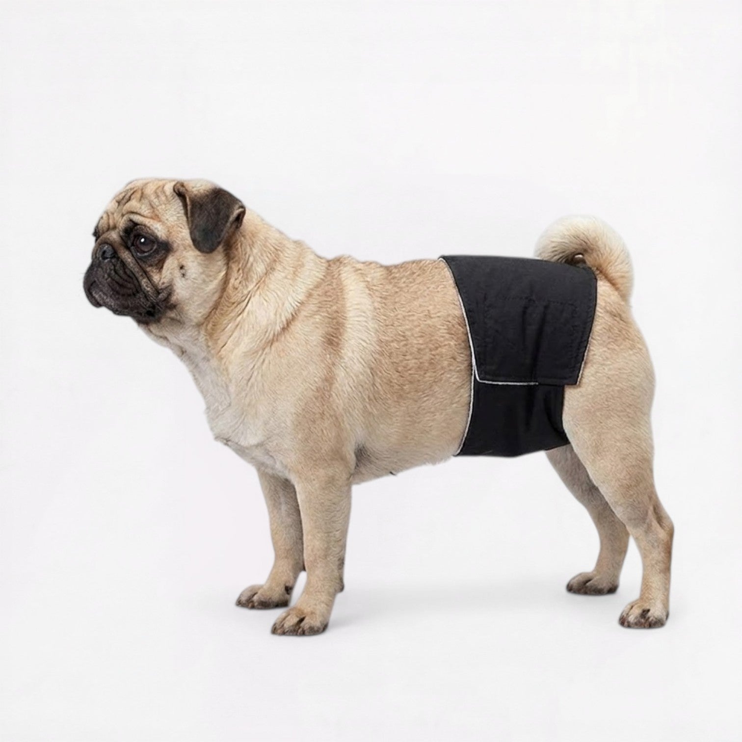 PawLuna-Pug-Reusable-Diaper.jpg