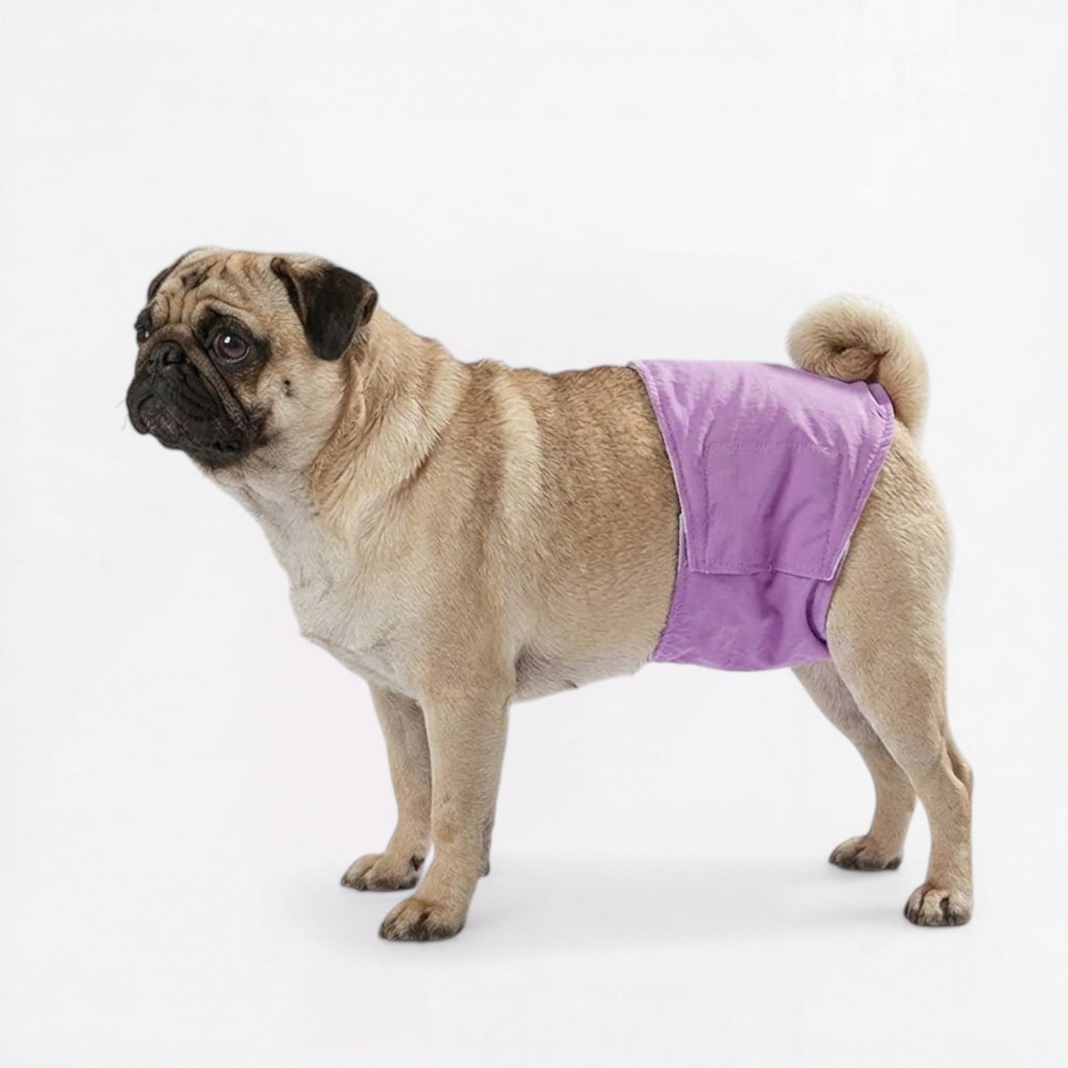 PawLuna-Pug-Reusable-Diaper.jpg