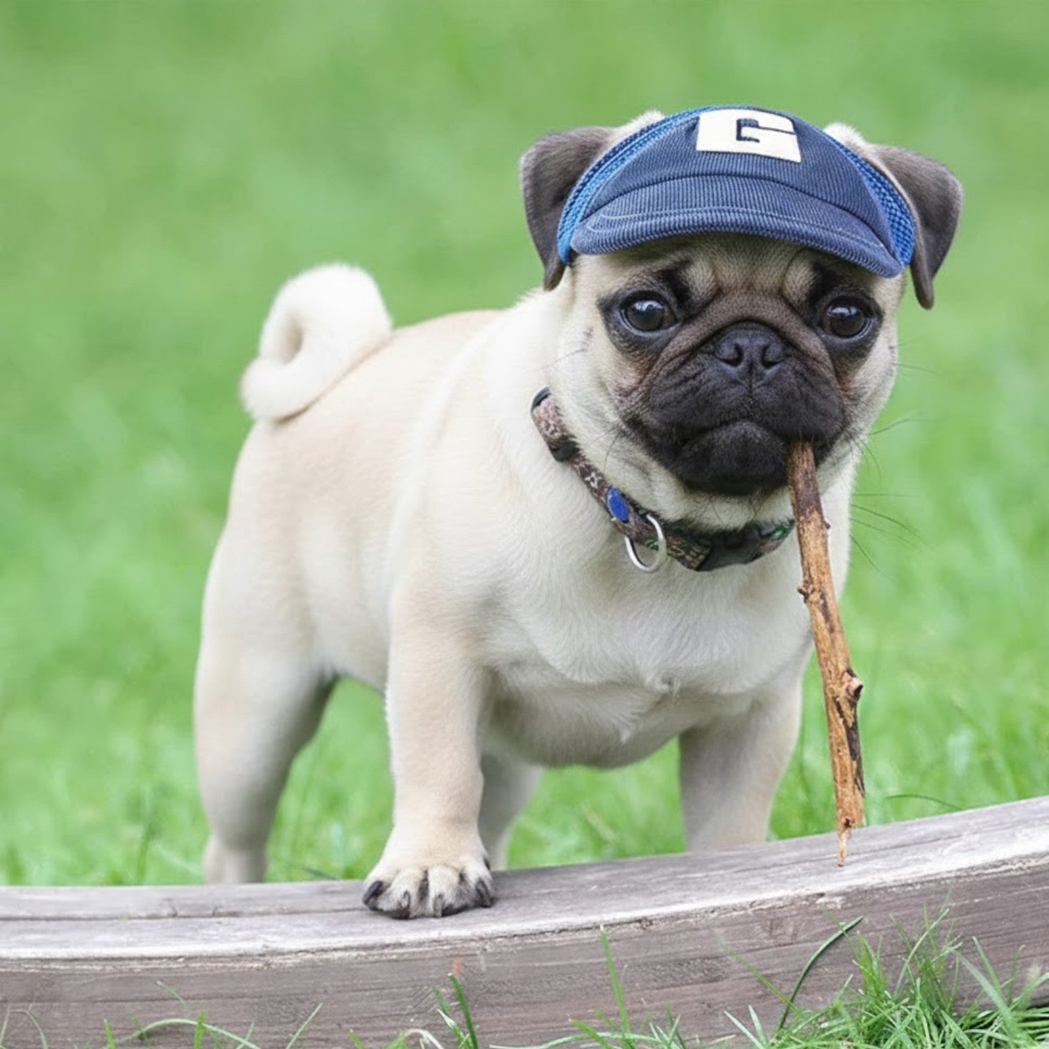PawLuxe-Pug-Baseball-Cap.jpg