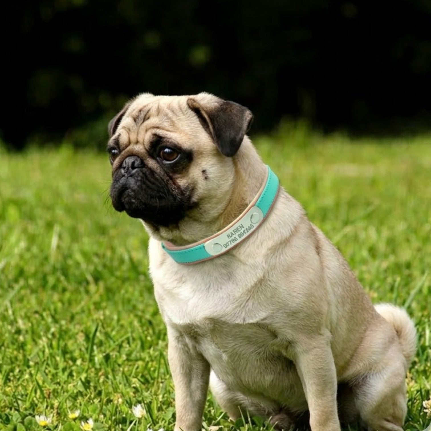 PawLuxe-Pug-Custom-Collar.jpg