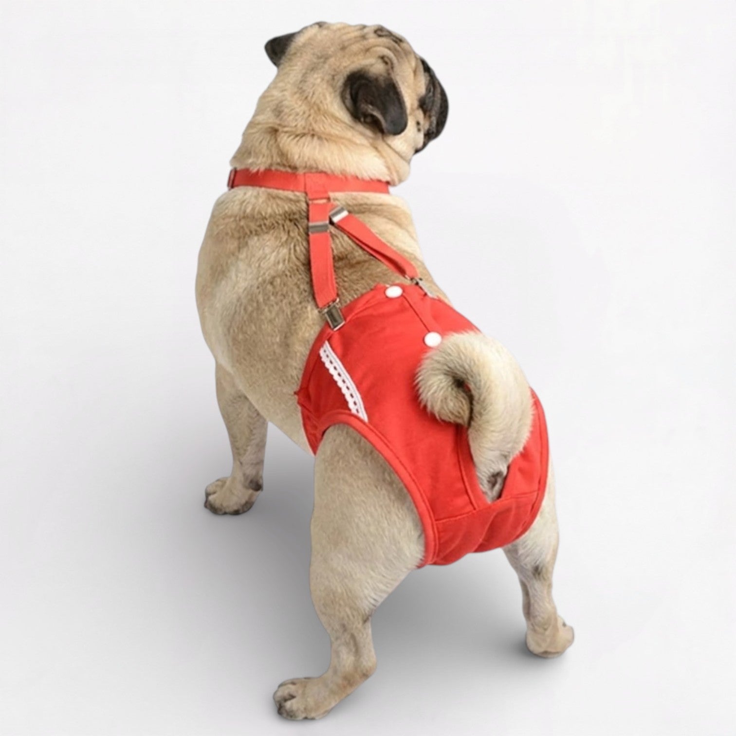 PawLuxe-Pug-Physiological-Pants.jpg