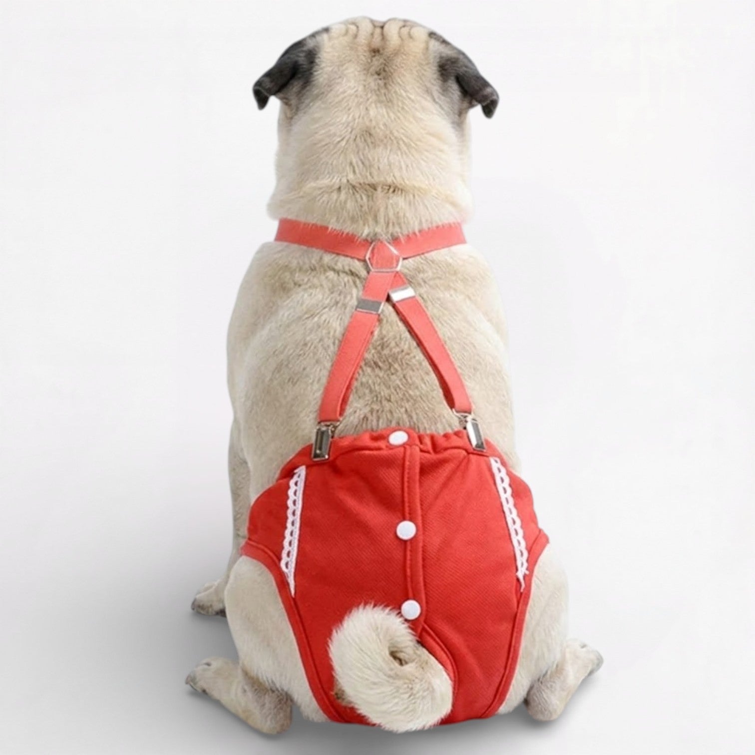 PawLuxe-Pug-Physiological-Pants.jpg