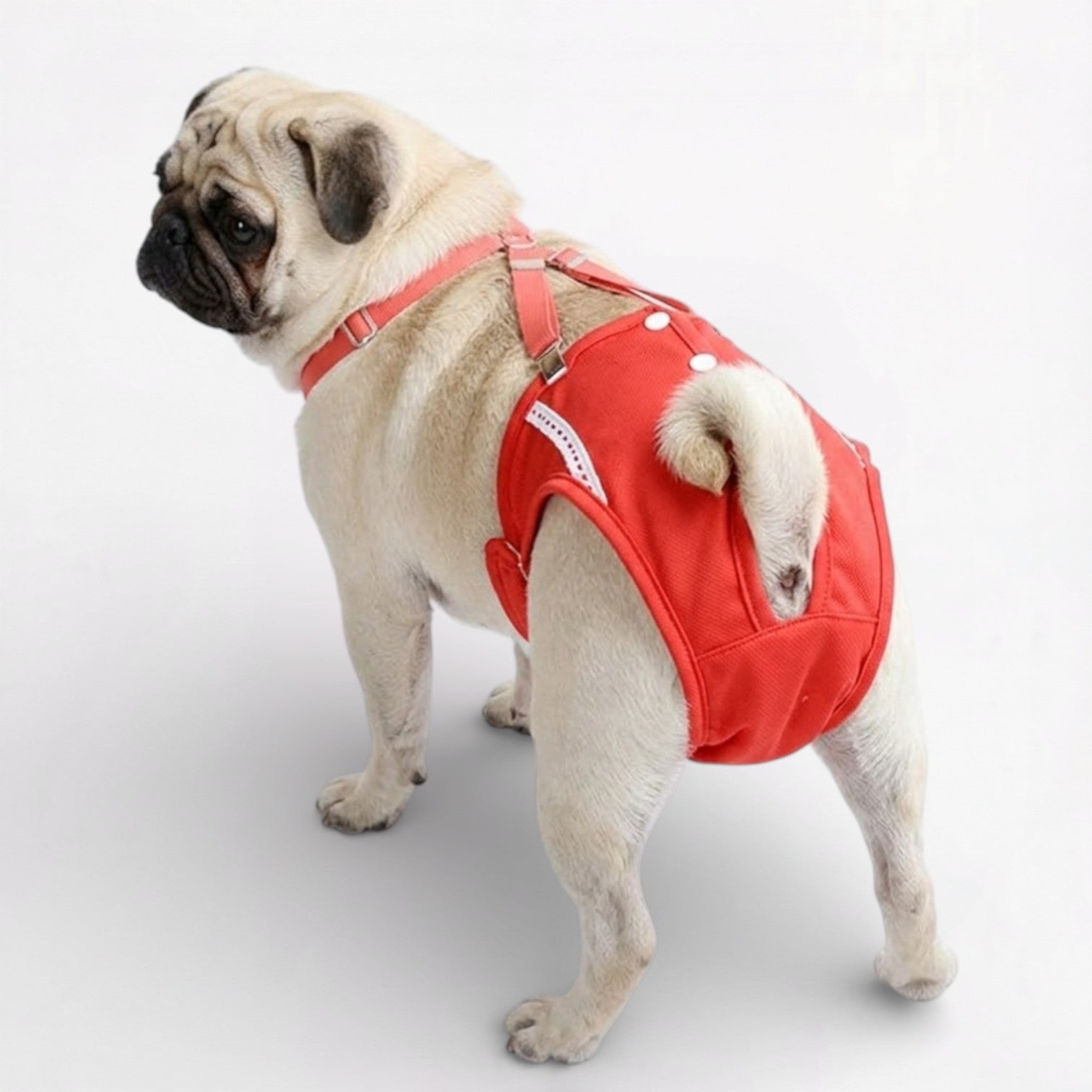 PawLuxe-Pug-Physiological-Pants.jpg