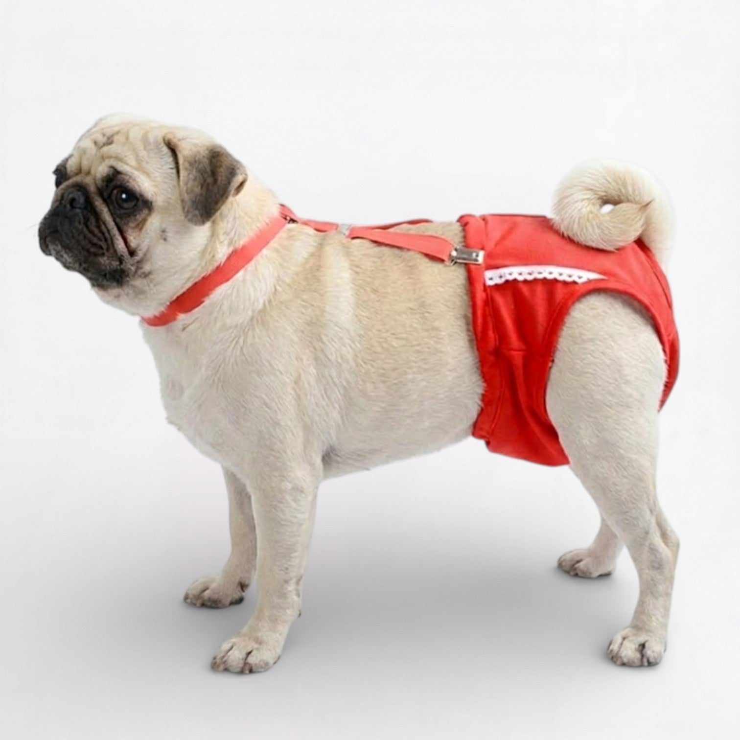 PawLuxe-Pug-Physiological-Pants.jpg