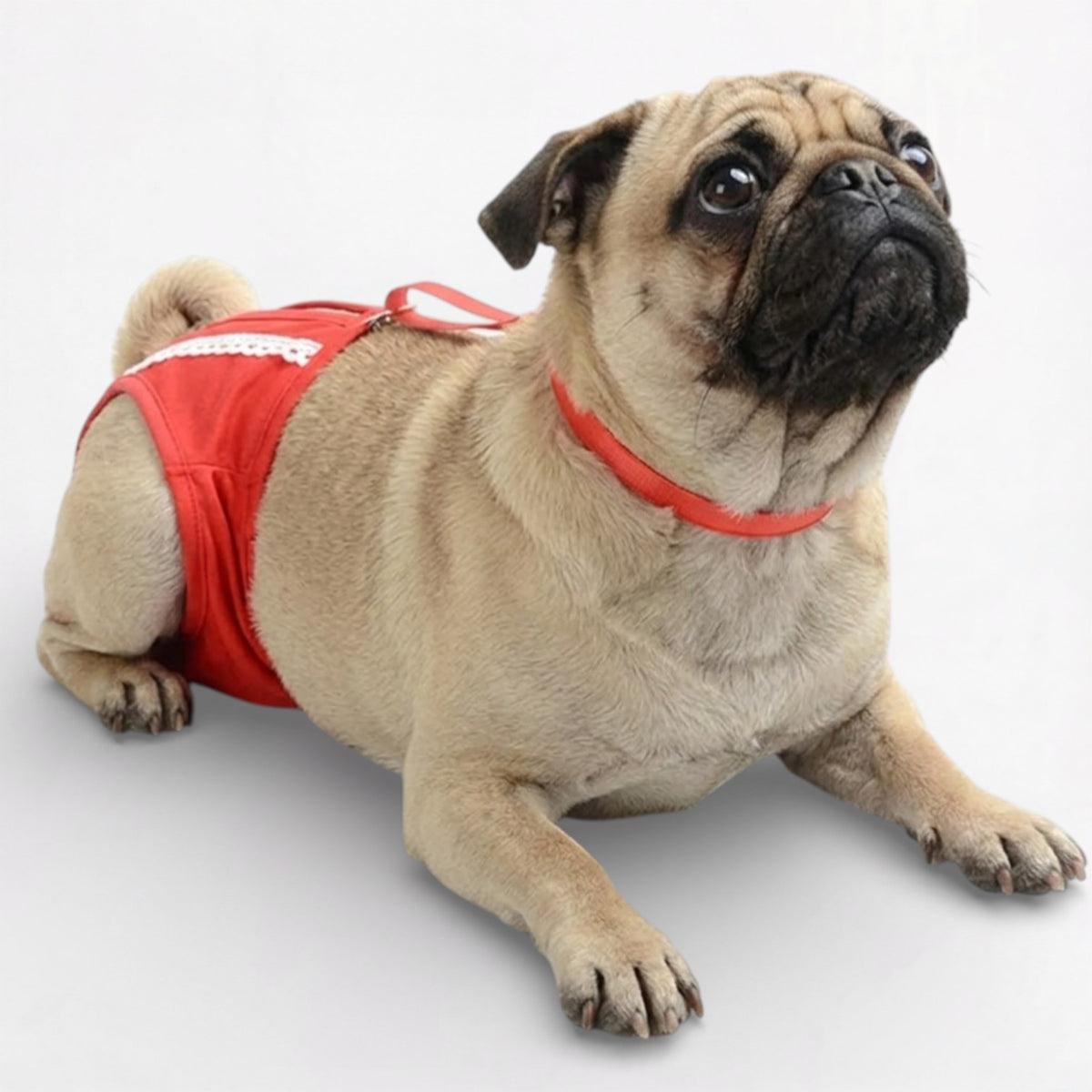PawLuxe-Pug-Physiological-Pants.jpg
