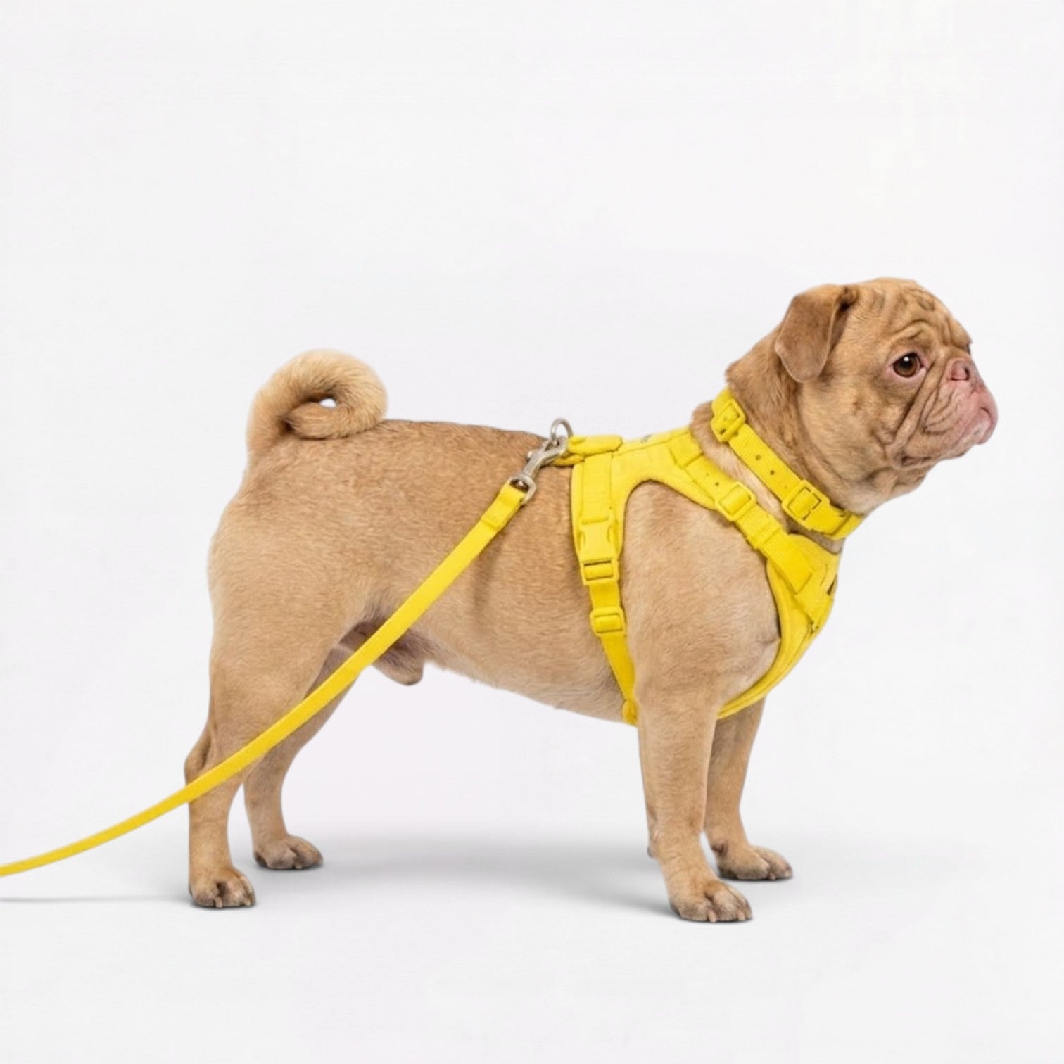 PawPu-Pug-Soft-Gear-Set.jpg