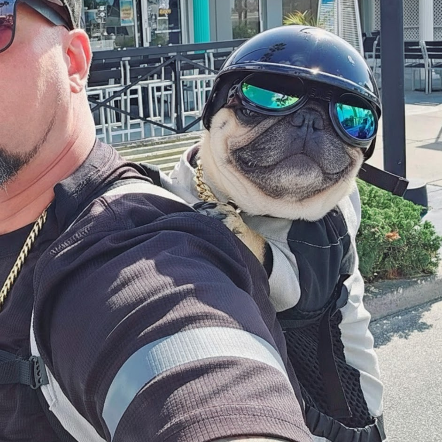 PawRider-Pug-Protection-Helmet,jpg
