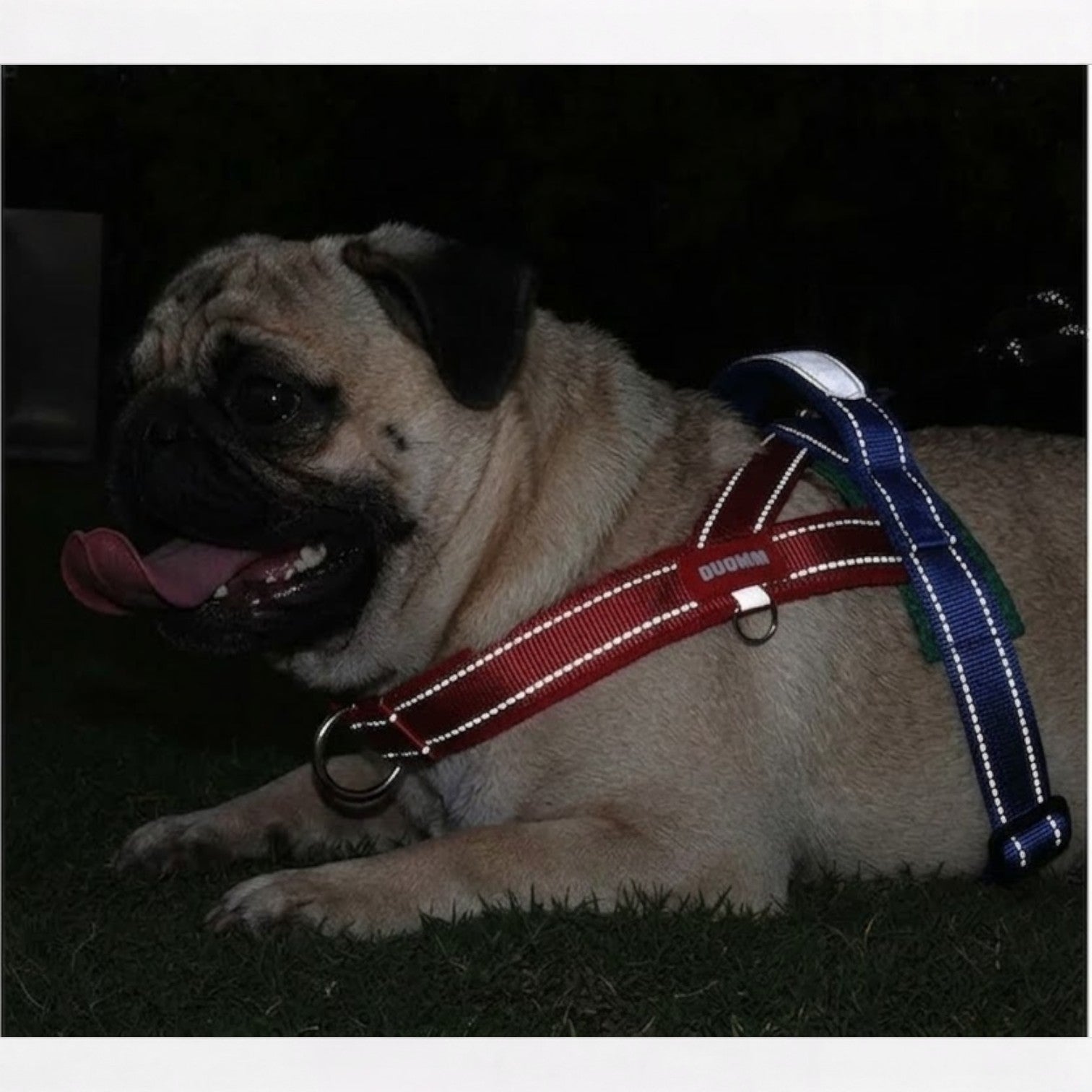 PawTrek-Pug-Harness-Leash-Set.jpg