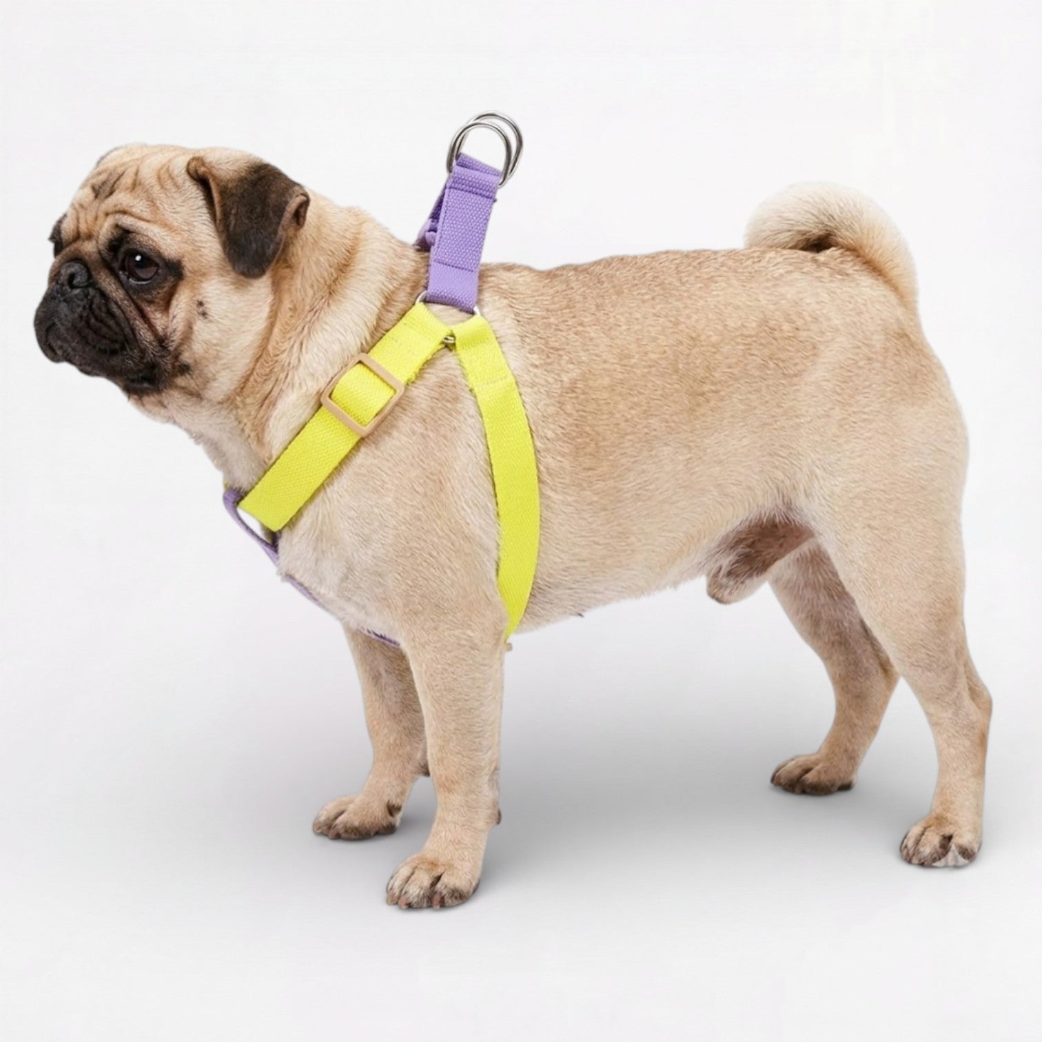 PawVibe-Pug-Harness-Leash-Set.jpg