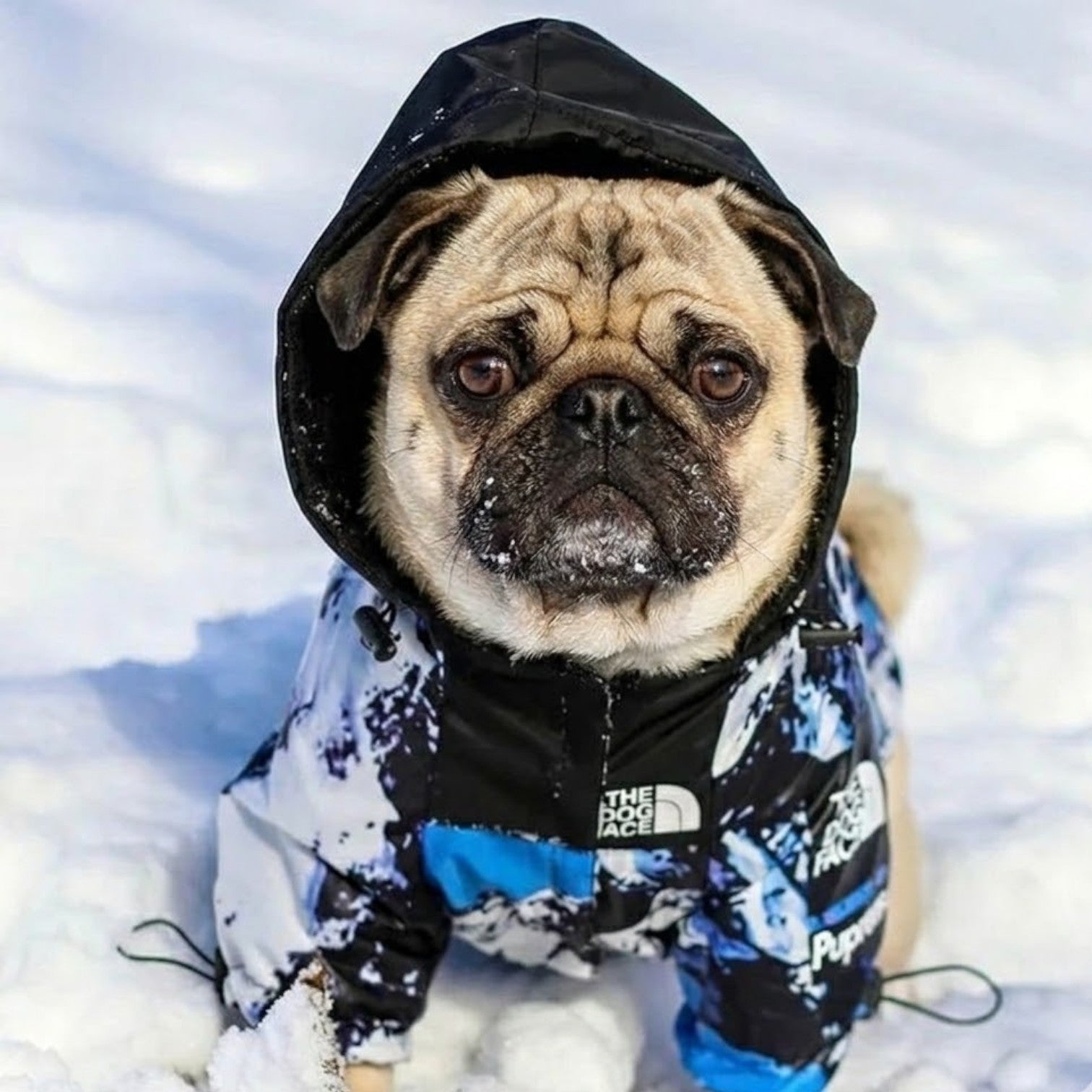 Pawctic-Pug-Waterproof-Raincoat.jpg