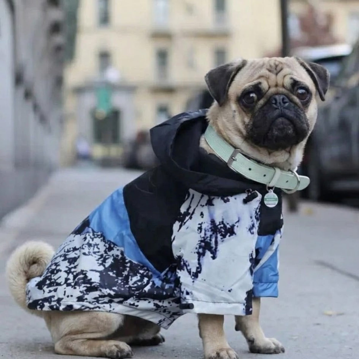 Pawctic-Pug-Waterproof-Raincoat.jpg