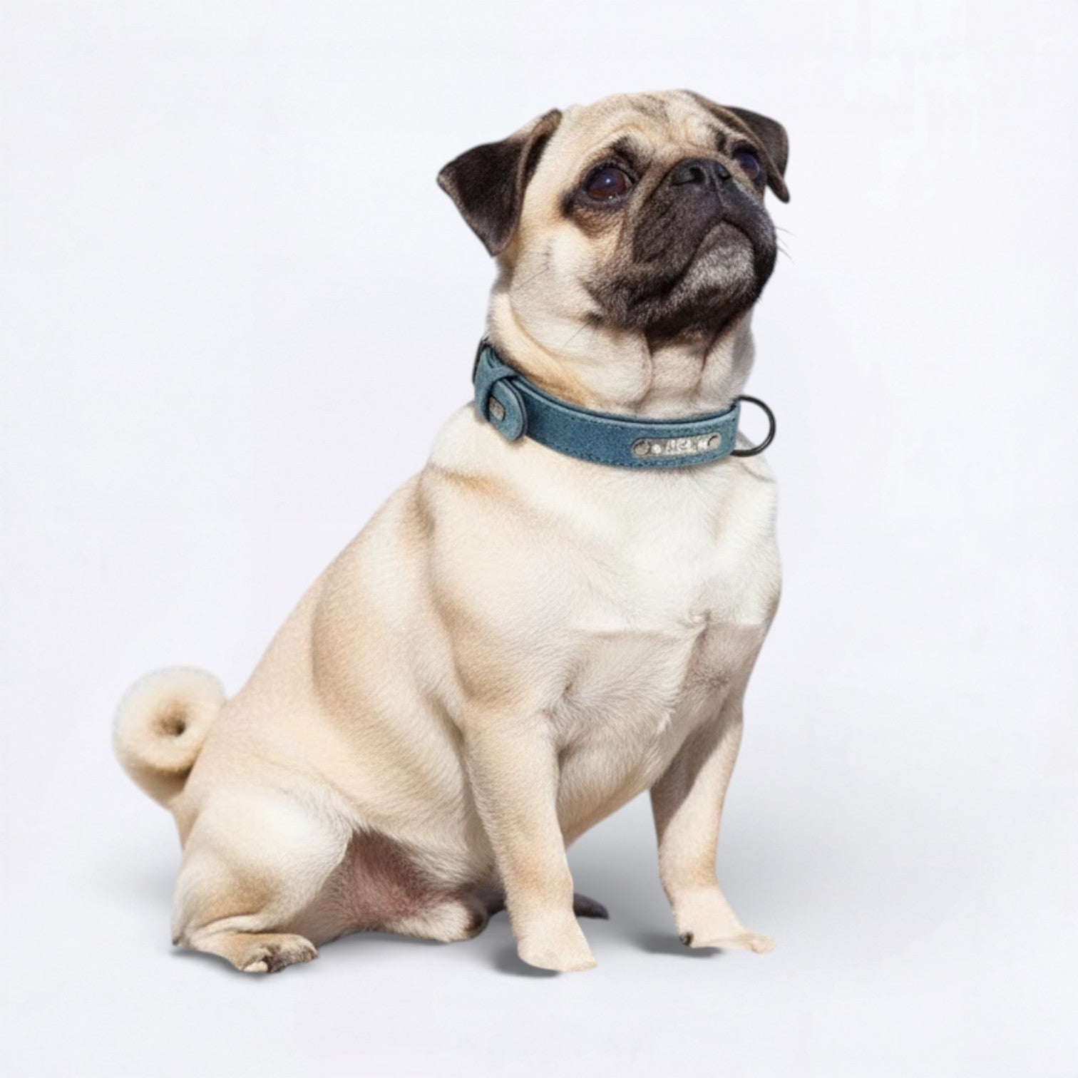 Pawfect-Personalized-Pug-Collar.jpg