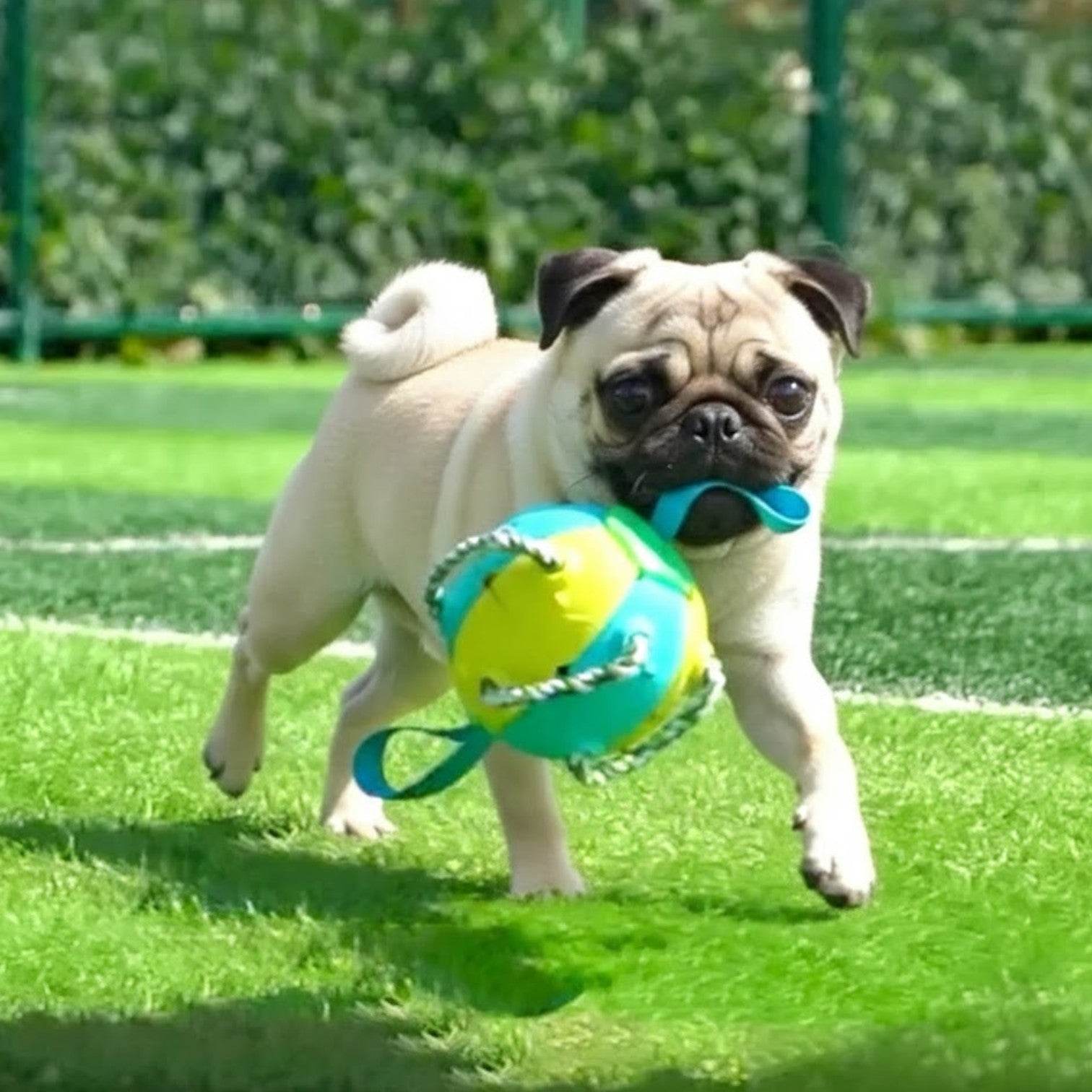 PlayRoo-Pug-Soccer-Ball-with-Tabs.jpg