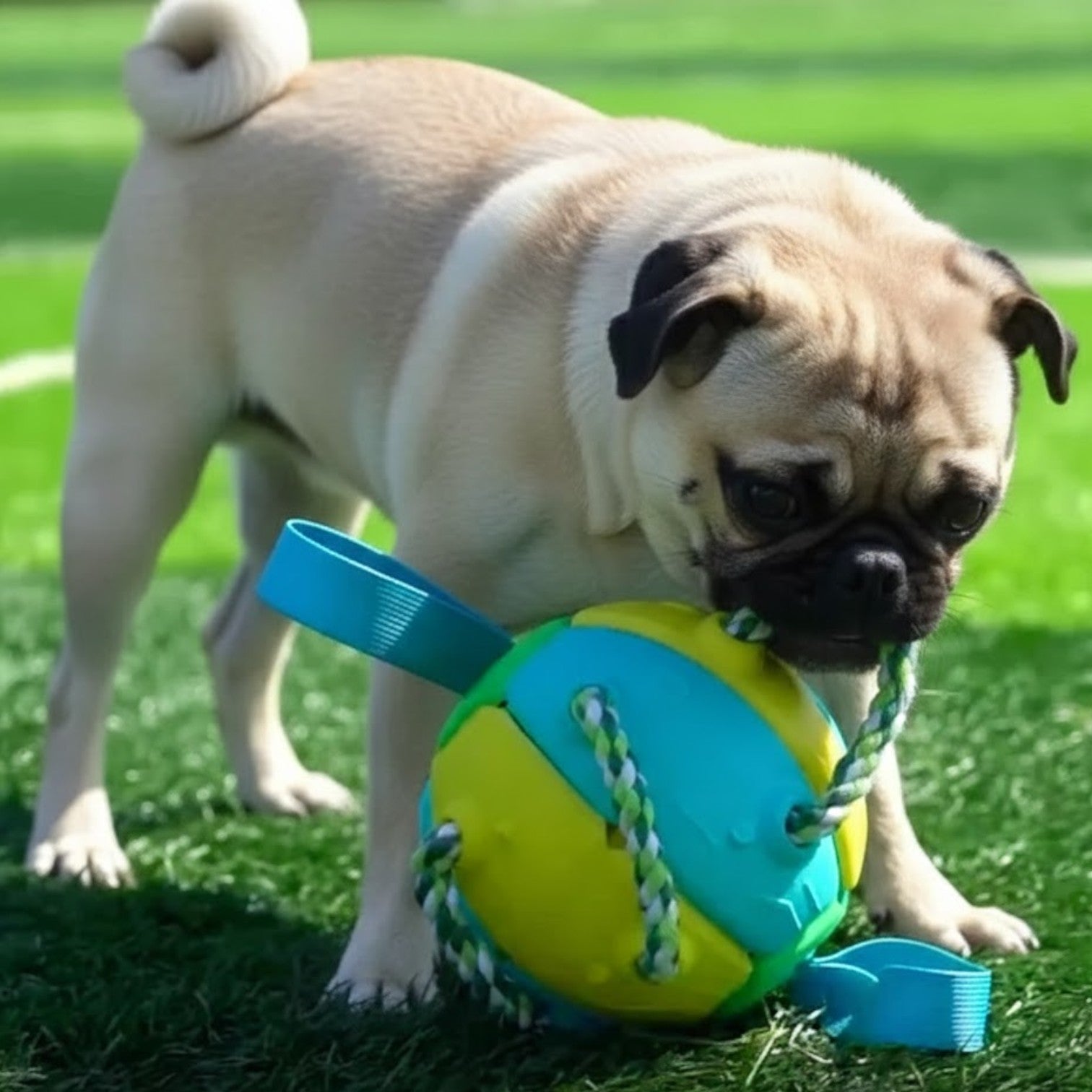 PlayRoo-Pug-Soccer-Ball-with-Tabs.jpg