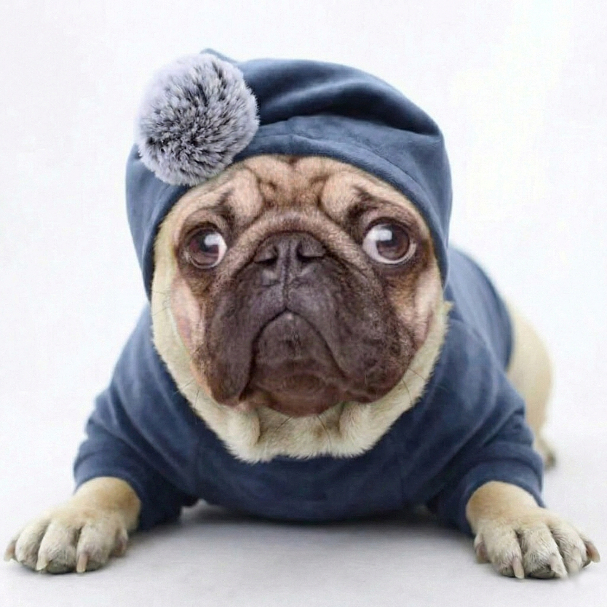 SnugPaw Pug Winter Jacket – Soft Velvet Hoodie with Pom-Pom Hat