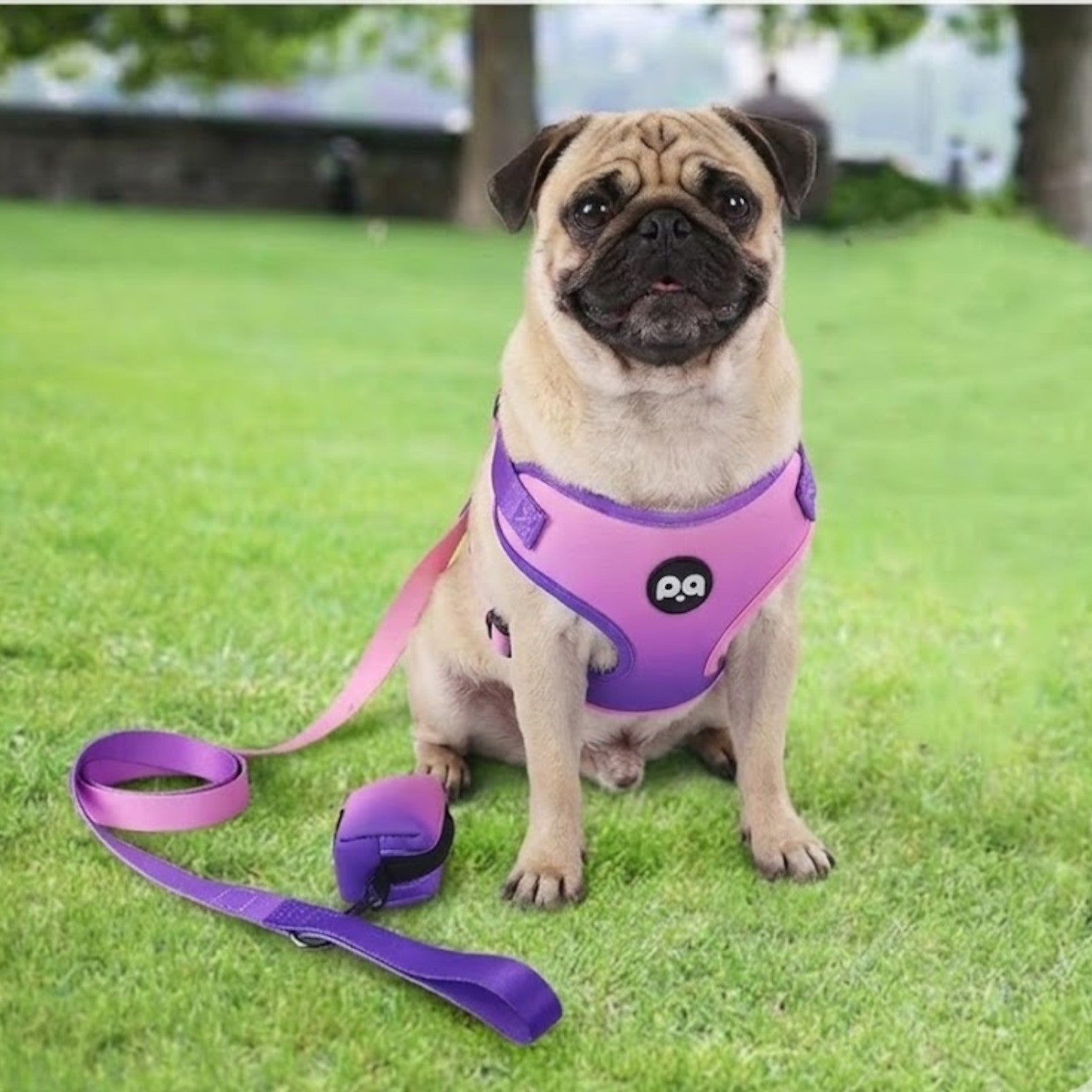 Pug-Adjustable-Harness-Leash-Set.jpg