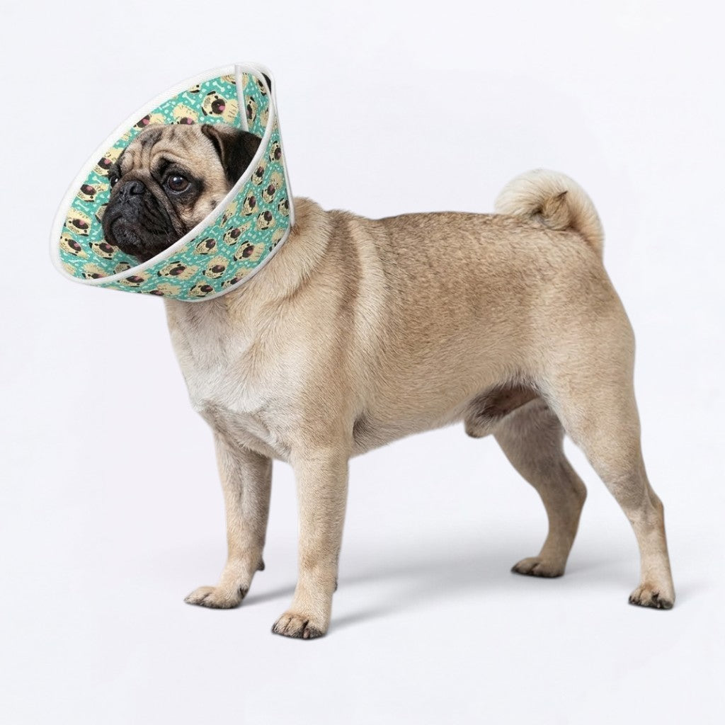 Charlie - Elizabethan Cone Collar Pug Fit