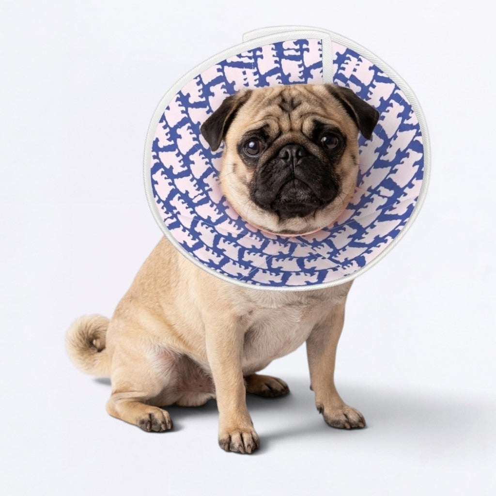 Jack - Elizabethan Cone Collar Pug Fit