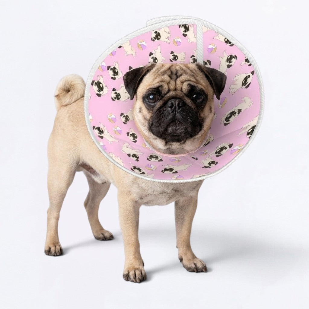 Buster  - Elizabethan Cone Collar Pug Fit
