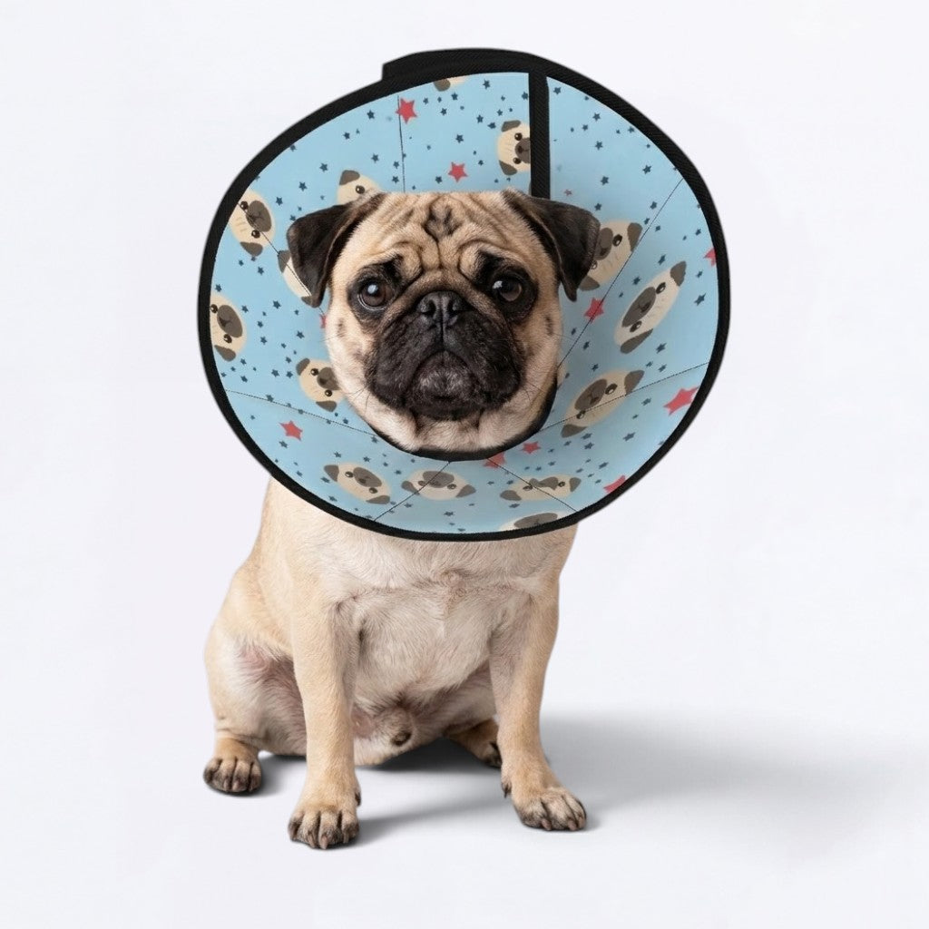 Lily  -  Elizabethan Cone Collar Pug Fit