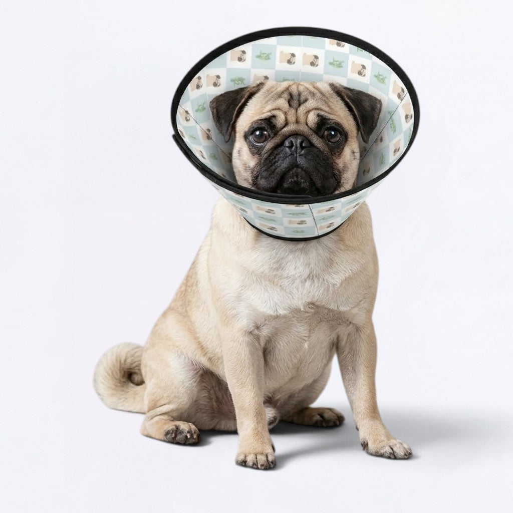 Bruno - Elizabethan Cone Collar Pug Fit