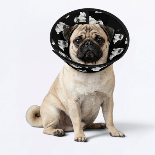 Max - Elizabethan Cone Collar Pug Fit