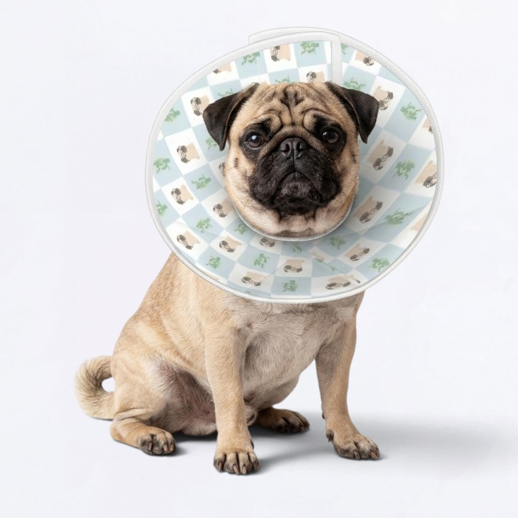 Bruno - Elizabethan Cone Collar Pug Fit