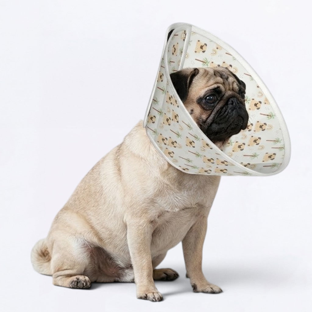 Stella  - Elizabethan Cone Collar Pug Fit