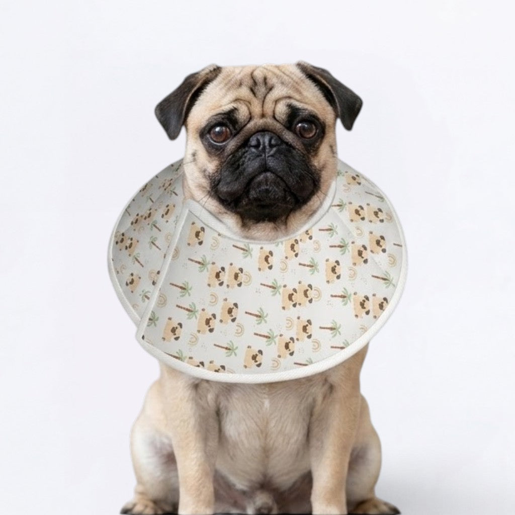 Stella  - Elizabethan Cone Collar Pug Fit