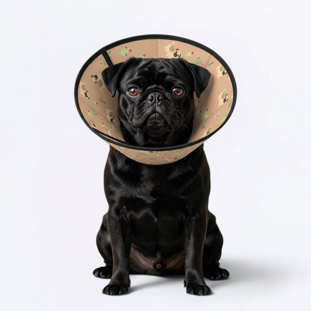Juno  - Elizabethan Cone Collar Pug Fit