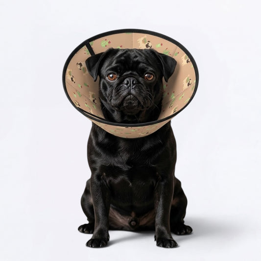 Juno  - Elizabethan Cone Collar Pug Fit