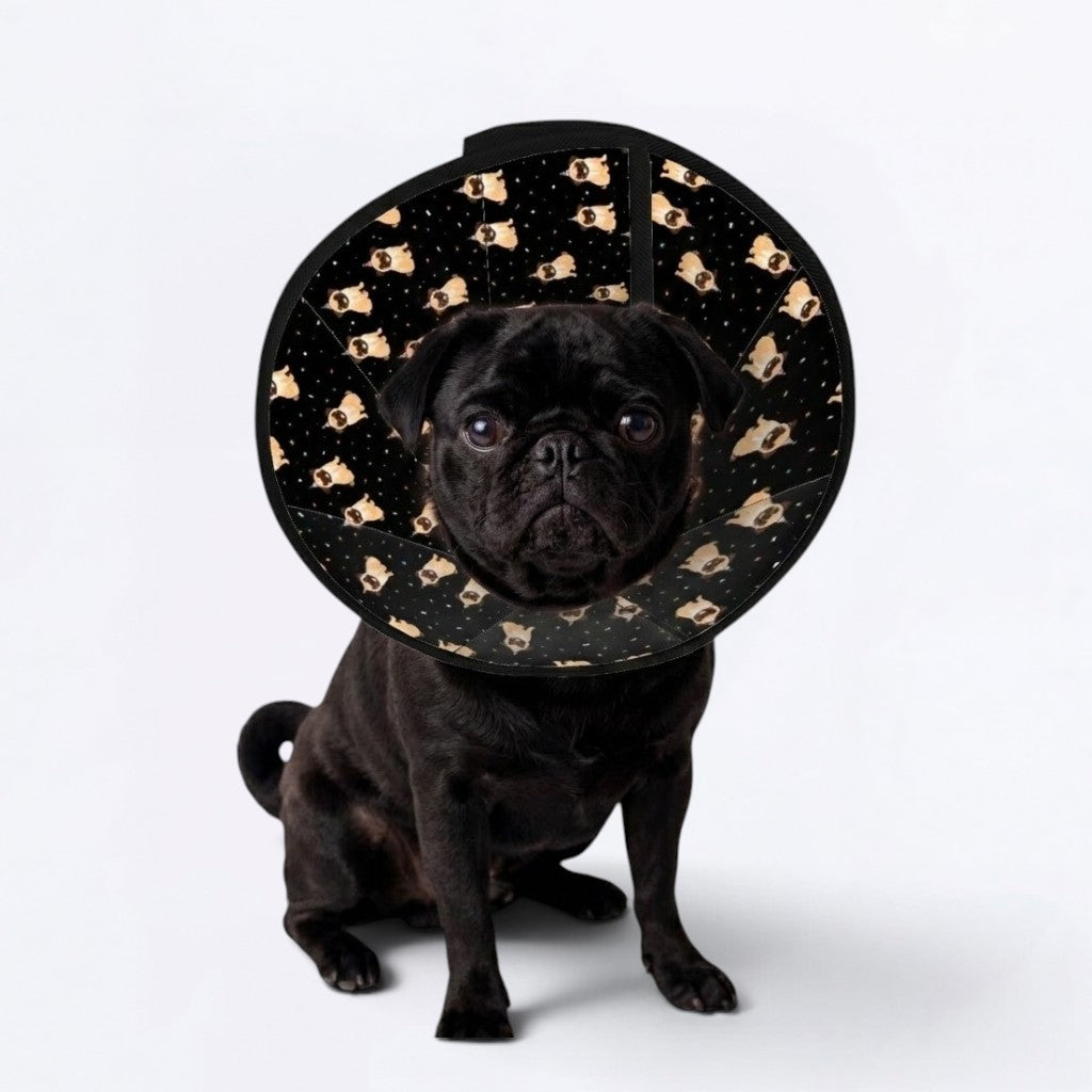Willow - Elizabethan Cone Collar Pug Fit